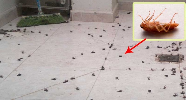 EXTERMINA LAS CUCARACHAS DE FORMA FÁCIL Y NATURAL EN SOLO 24 HORAS…