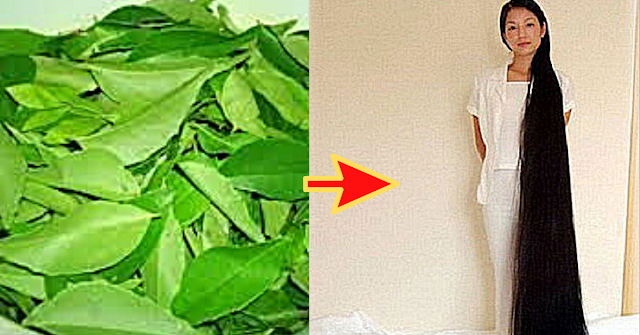 Con Estas Hojas Tu Cabello Crecerá de una forma Increible y jamás se volverá a caer!