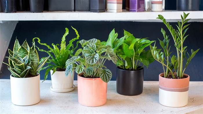 Plantas Medicinales Que Puedes Cultivar En Casa y Sus Usos!..Cual Te Gusta Más?
