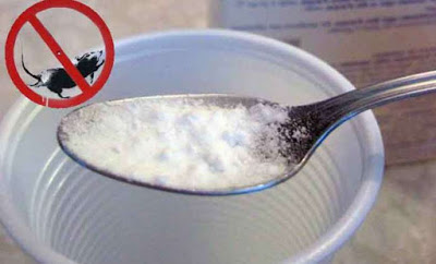 ELIMINA DEFINITIVAMENTE LOS RATONES DE TU CASA DE MANERA NATURAL.