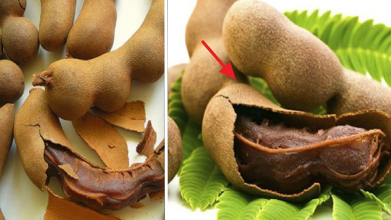 El tamarindo y sus propiedades curativas.