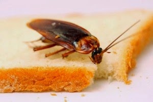 Remedios caseros para combatir cucarachas y hormigas