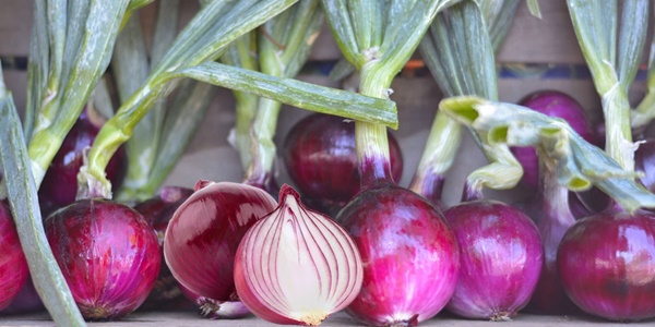 Cebolla Morada, excelente antibiótico natural y sus 14 ventajas para la salud