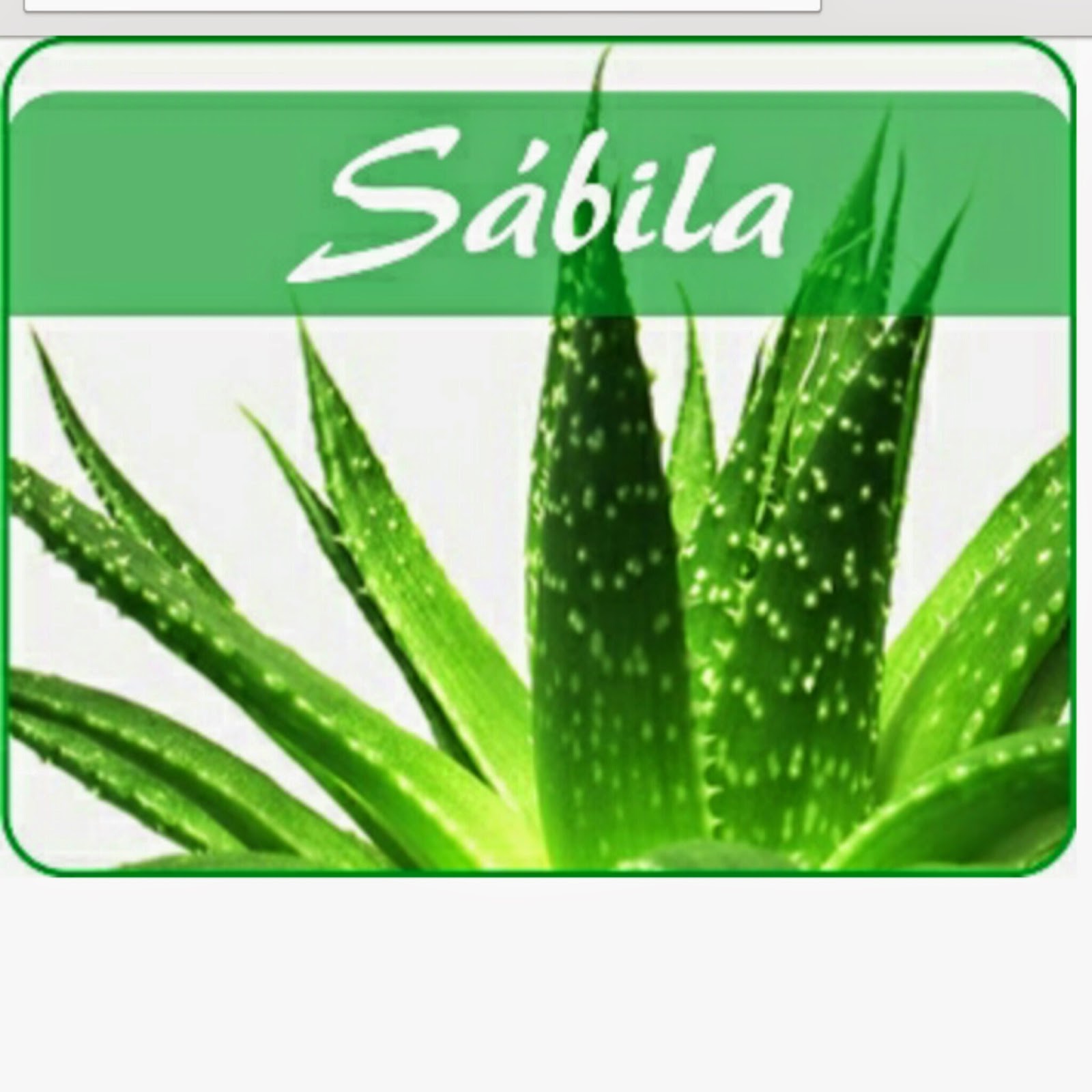 ADELGAZA RAPIDO CON SABILA O ALOE VERA !!