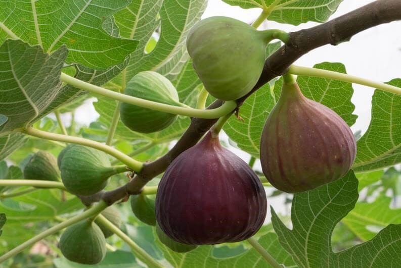 Remedios Naturales: Jarabe de Higo para la Tos