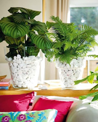 Siete trucos fáciles para cuidar tus plantas.